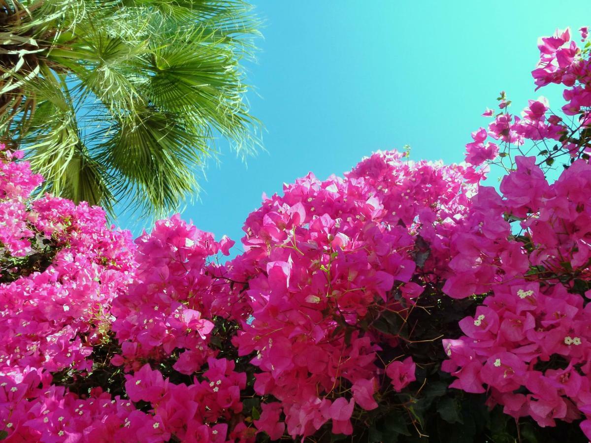 Bougainvillea Suites Kamári 외부 사진